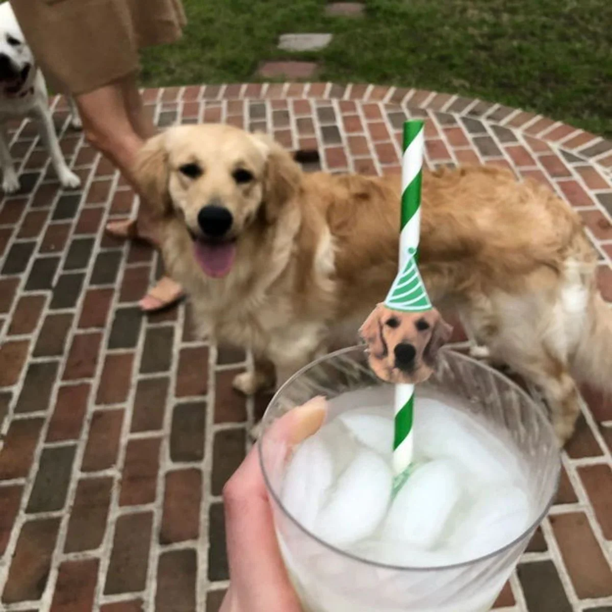Personalized Pet Face Straws Party Decorations - Image 3