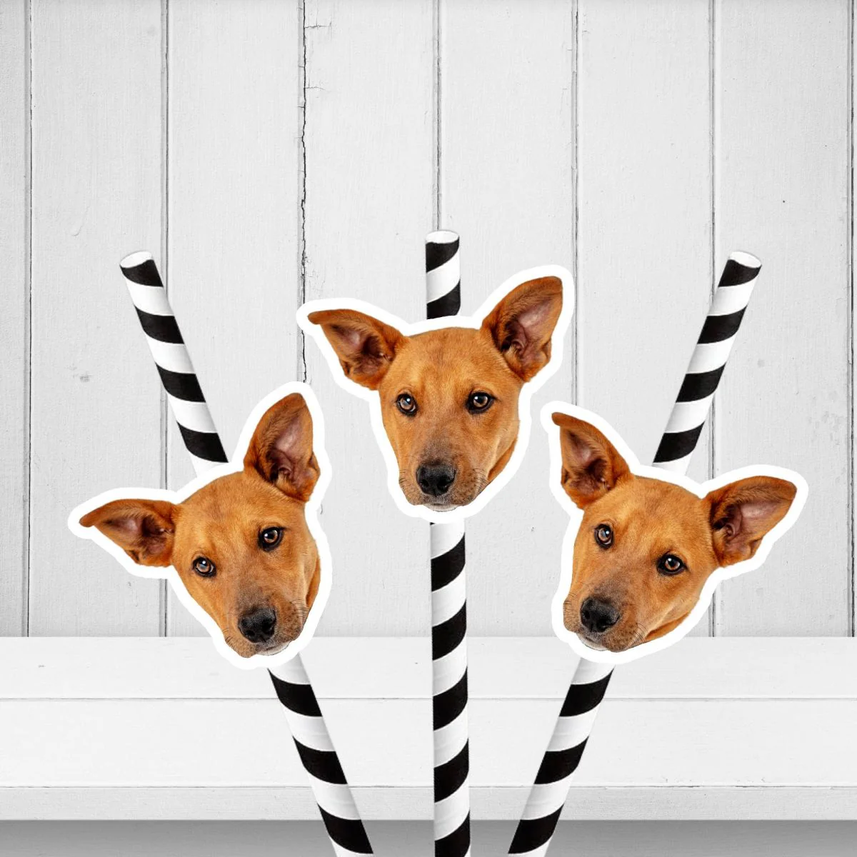 Personalized Pet Face Straws Party Decorations - Image 8